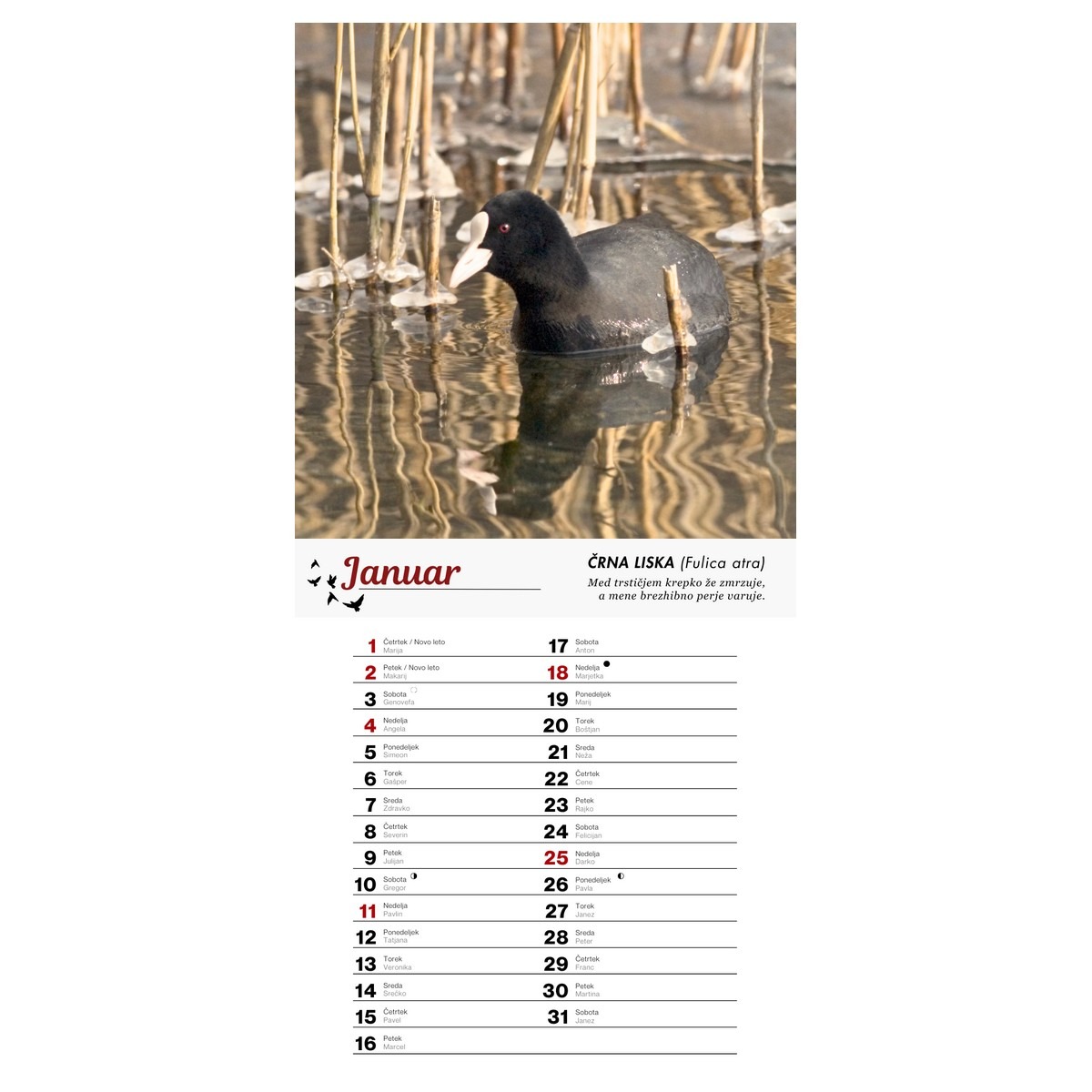 Koledar PTICE 2026 Koledar PTICE 2026 - slika 2