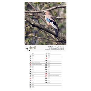 Koledar PTICE 2026 Koledar PTICE 2026