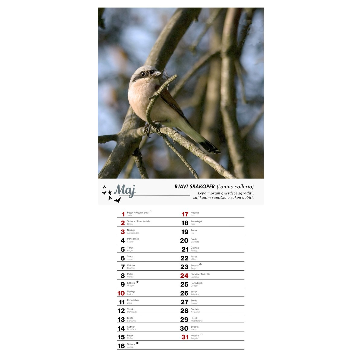 Koledar PTICE 2026 Koledar PTICE 2026 - slika 6