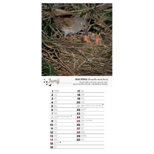 Koledar PTICE 2026 Koledar PTICE 2026