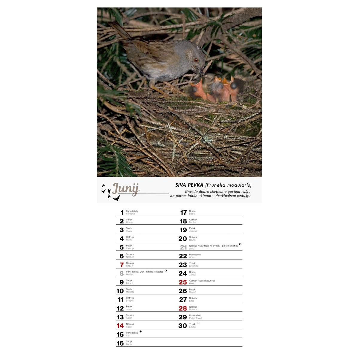 Koledar PTICE 2026 Koledar PTICE 2026 - slika 7