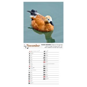 Koledar PTICE 2026 Koledar PTICE 2026