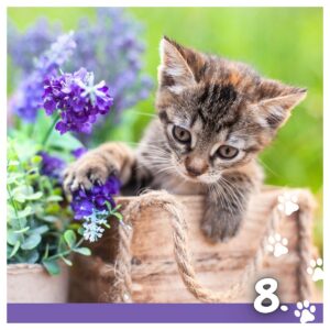 Koledar MUCE 2026 Koledar MUCE 2026