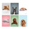 Zvezek A5 ČRTE STREET FRIENDS